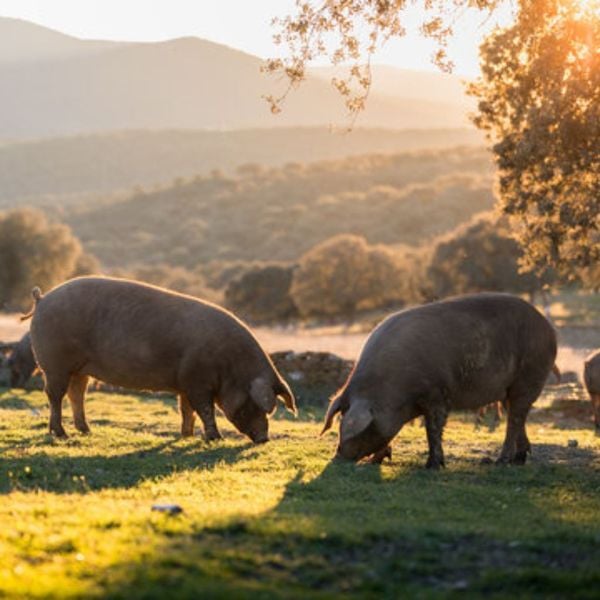 heo-den-iberico-tay-ban-nha