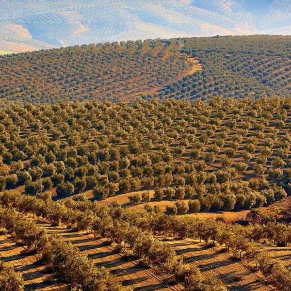 canh-dong-oliu-tai-tay-ban-nha