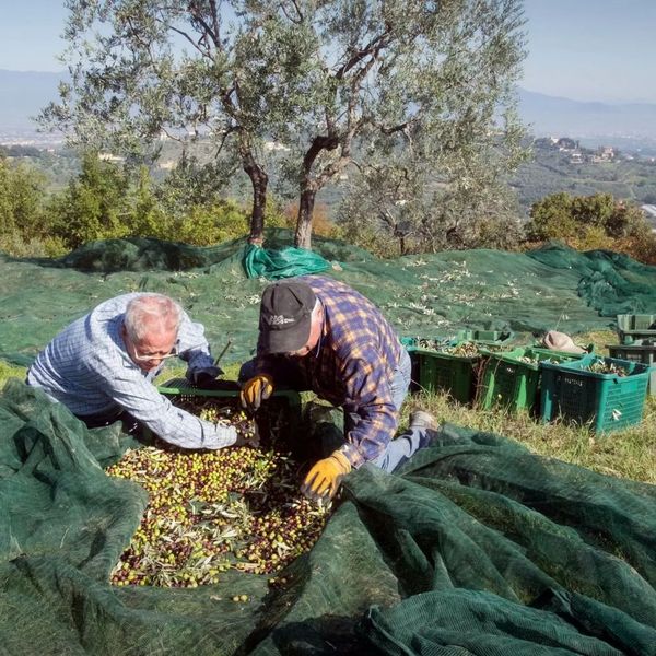 thu-hoach-oliu-tai-y