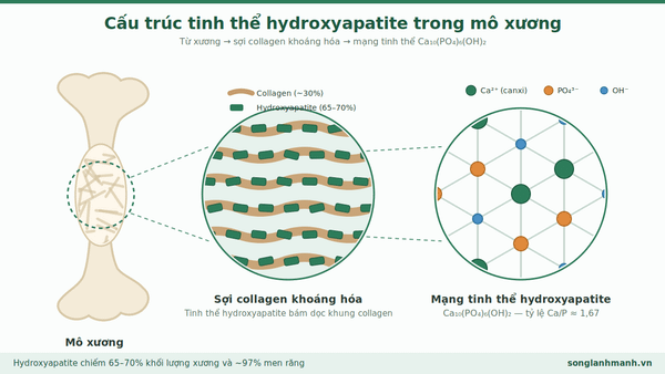 cấu trúc canxi hydroxyapatite