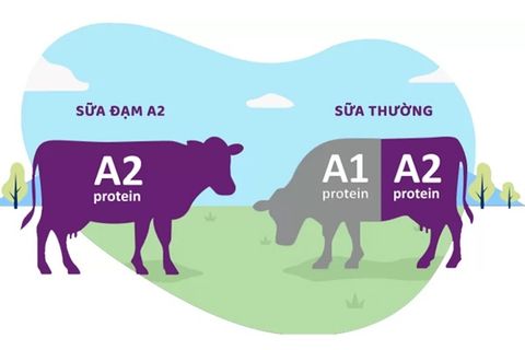 Sữa đạm A2: Lựa chọn lý tưởng cho sức khỏe và hệ tiêu hóa của trẻ nhỏ