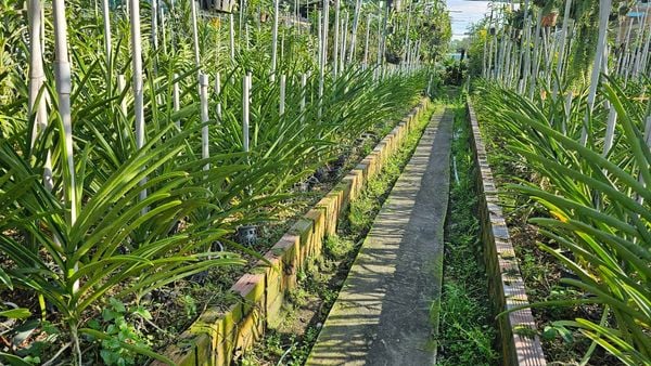 Cách nhân giống lan Vanda nắng của nhà vườn