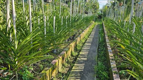 Cách nhân giống lan Vanda nắng của nhà vườn