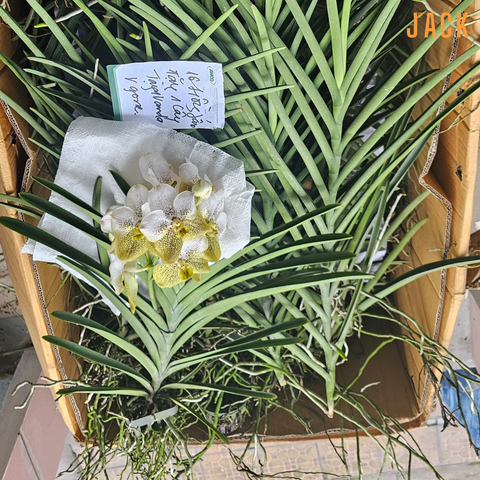 Hướng dẫn cách trồng Vanda treo cho người mới