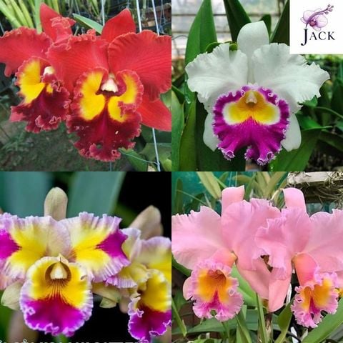 Hoa Lan Cát (Cattleya): Đặc Điểm, Loại & Cách Trồng