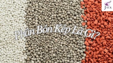 Phân Bón Kép Là Gì? Dùng Cho Hoa Lan Thế Nào?