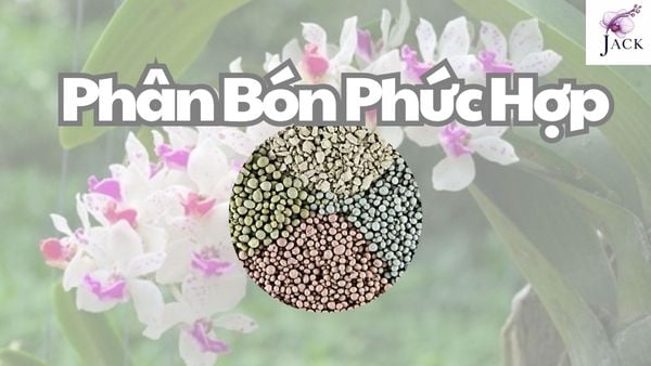 Phân Bón Phức Hợp Là Gì? Dùng Cho Hoa Lan Thế Nào?