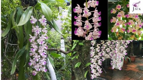 Hoa Lan Tam Bảo Sắc Là Gì? Đặc Điểm Và Điều Kiện Sống