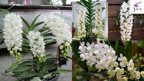 Hoa Lan Bạch Nhạn Là Gì? Đặc Điểm, Phân Biệt & Cách Trồng