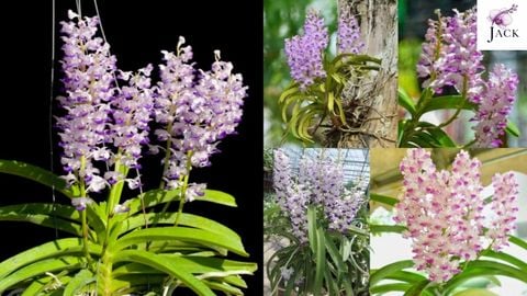 Hoa Lan Hải Yến Là Gì? Đặc Điểm Và Cách Chăm Sóc