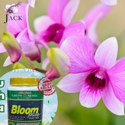 Bón Phân Cho Lan Vào Thời Điểm Nào Là Tốt Nhất?