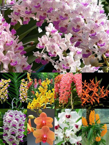 Các Giống Lan Dễ Trồng - Bí Quyết Chọn Lan 