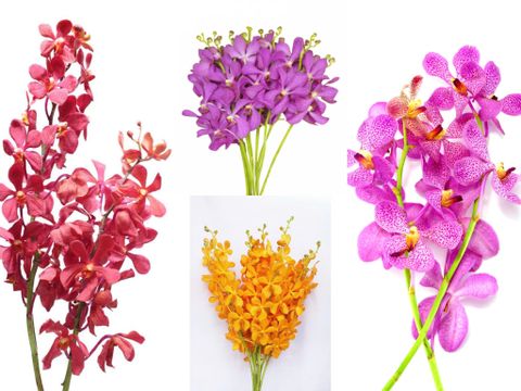 Các Loại Lan Mokara: Phân Loại, Màu Sắc Và Đặc Điểm