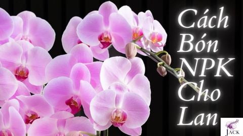 Cách Bón NPK Cho Lan Ra Hoa Theo Từng Giai Đoạn