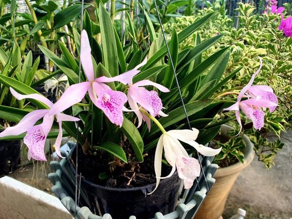 Cách Chăm Sóc Hoa Lan: Bí Quyết Giúp Lan Nở Hoa Rực Rỡ Quanh Năm