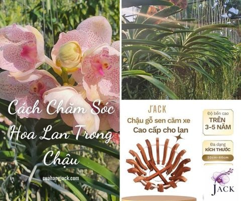 Cách Chăm Sóc Hoa Lan Trong Chậu - Hướng Dẫn Chi Tiết