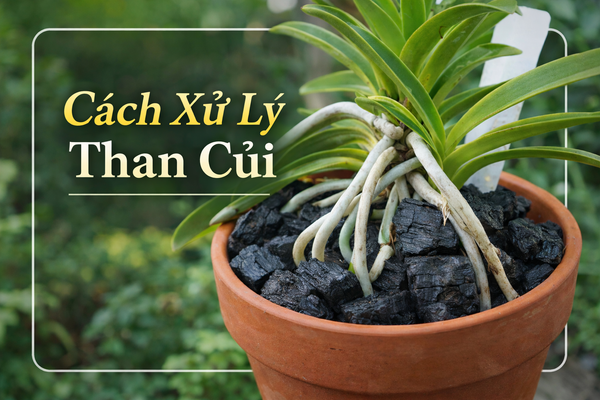 Cách Xử Lý Giá Thể Than Củi Trồng Lan Đúng Chuẩn.