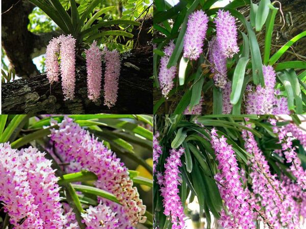 Lan Đuôi Chồn Là Gì? - Khám Phá Loài Lan 