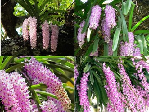 Lan Đuôi Chồn Là Gì? - Khám Phá Loài Lan 