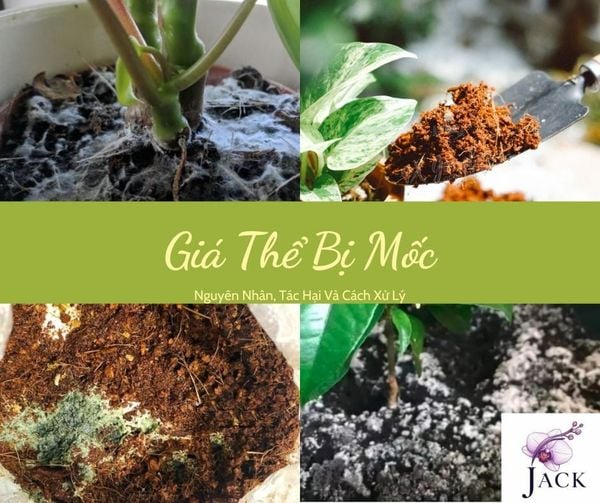 Giá Thể Bị Mốc: Nguyên Nhân, Tác Hại Và Cách Xử Lý