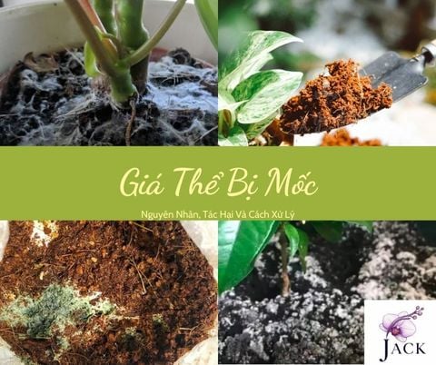 Giá Thể Bị Mốc: Nguyên Nhân, Tác Hại Và Cách Xử Lý