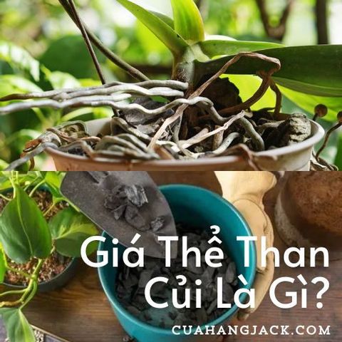 Giá Thể Than Củi Là Gì? Đặc Tính, Kinh Nghiệm Chọn Đúng Loại