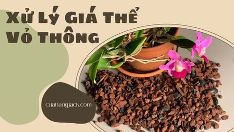 Cách Xử Lý Giá Thể Vỏ Thông Đúng Chuẩn Trước Khi Trồng Lan