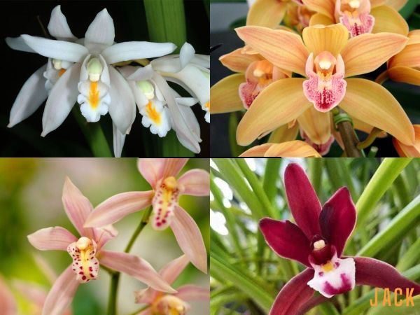 Lan Kiếm: Dòng Địa Lan Mạnh Mẽ Với Sức Sống Vượt Trội.