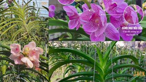 Các Loại Lan Lá To: Bí Quyết Chọn Và Chăm Sóc Lan Đẹp Cho Không Gian Sống