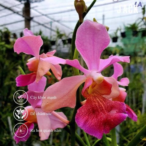 Lan Vanda Lá Kim: Đặc Điểm và Cách Trồng Ra Hoa Đẹp