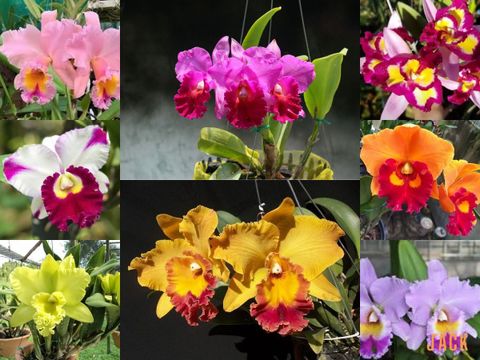 Lan Cattleya: Nữ Hoàng Hoa Lan Kiêu Sa Với Hương Thơm Quyến Rũ