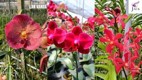 Hoa Lan Đỏ Là Gì? Giống Phổ Biến, Ý Nghĩa Và Cách Chăm Sóc