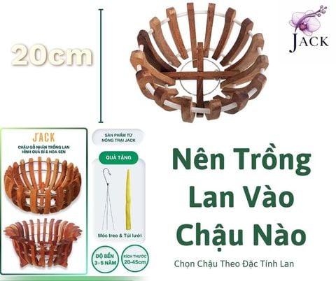 Nên Trồng Lan Vào Chậu Nào? Chọn Chậu Theo Đặc Tính Lan