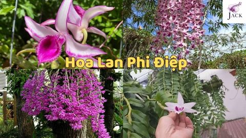 Hoa Lan Phi Điệp Là Gì, Tên Gọi Và Đặc Điểm Nhận Dạng
