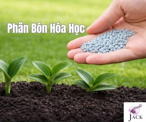 Phân Bón Hóa Học Là Gì? Cách Dùng Đúng Và Không Hại Cây