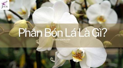 Phân Bón Lá Là Gì? Cách Dùng Đúng Cho Hoa Lan