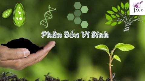 Phân Bón Vi Sinh Là Gì? Có Dùng Được Cho Hoa Lan?