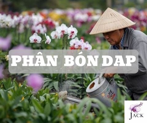 Phân Bón DAP Là Gì? Công Dụng & Cách Sử Dụng Đúng