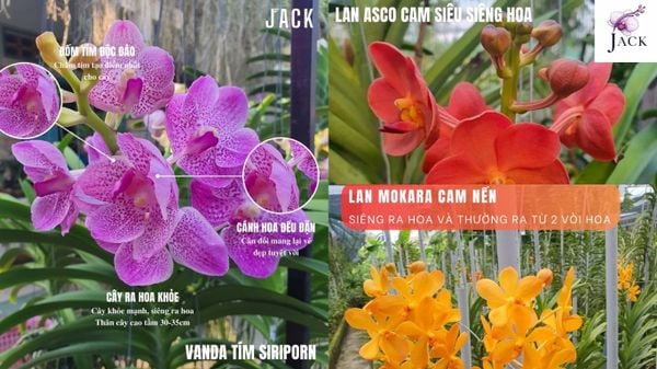 Các Loại Lan Ra Hoa Quanh Năm: Top Giống Dễ Trồng