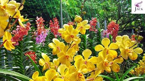 Hoa Lan Thái Là Gì? Các Giống Phổ Biến & Cách Chăm Sóc