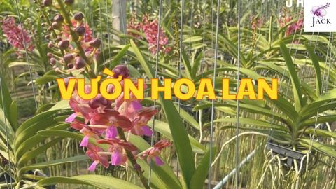Vườn Hoa Lan Là Gì? thiết Kế, Bố Trí Và Chăm Sóc