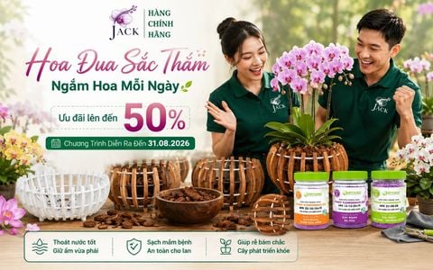 Shop Hoa Lan Tại Long An, Mua Lan Khỏe, Đúng Giống Tại Jack