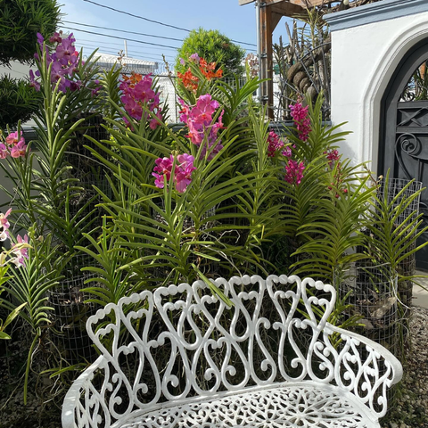 Khách hàng biệt thự và resort cực thích trồng loài lan này