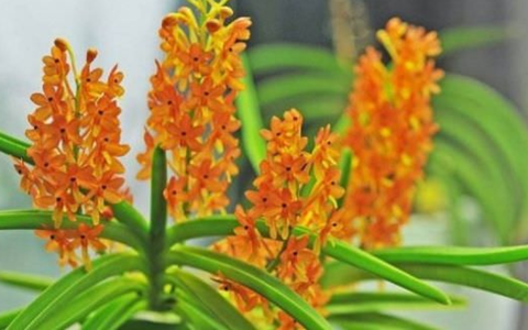 Giới Thiệu Lan Hỏa Hoàng Và Cách Trồng Đúng Kỹ Thuật