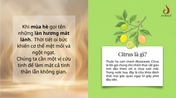 citrus-la-gi-bi-mat-mui-huong-thanh-mat-cho-mua-he