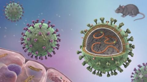 Bộ Y tế khuyến cáo phòng bệnh sau chùm ca nhiễm virus Hanta trên tàu du lịch quốc tế