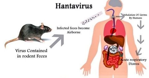 Bộ Y tế lên tiếng về virus Hanta sau chùm ca tử vong trên tàu du lịch nước ngoài