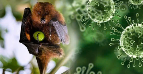 TPHCM tăng cường giám sát trước nguy cơ xâm nhập virus Nipah