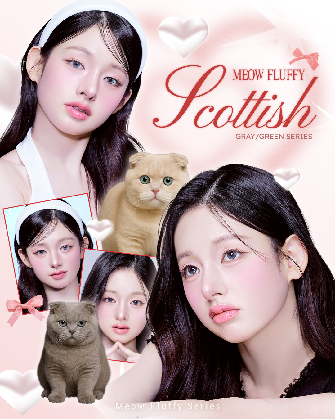 Meow Scottish Gray - IDIFF