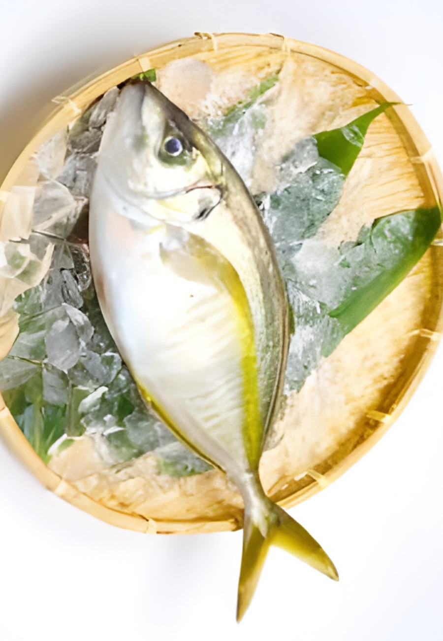 Cá Kampachi Nhật